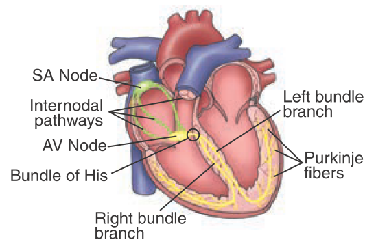 sistem konduksi jantung